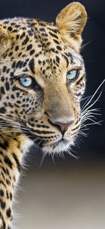 Leopardess, Jaguar, Closeup, Portrait, Big cat, Wild animal, Predator, Carnivore, Face