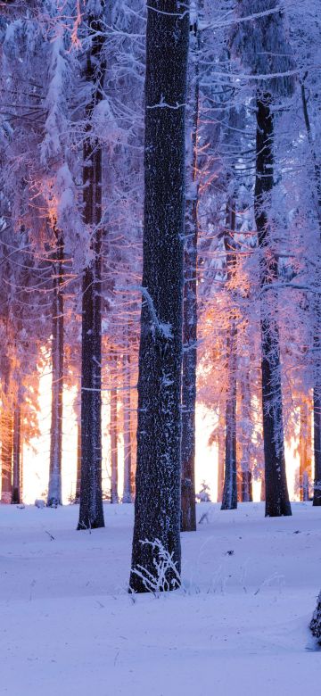 Forest, Winter, Snowy, Norway spruce, Sunset, Snow covered, Cold, Thuringia, Germany, 5K, 8K