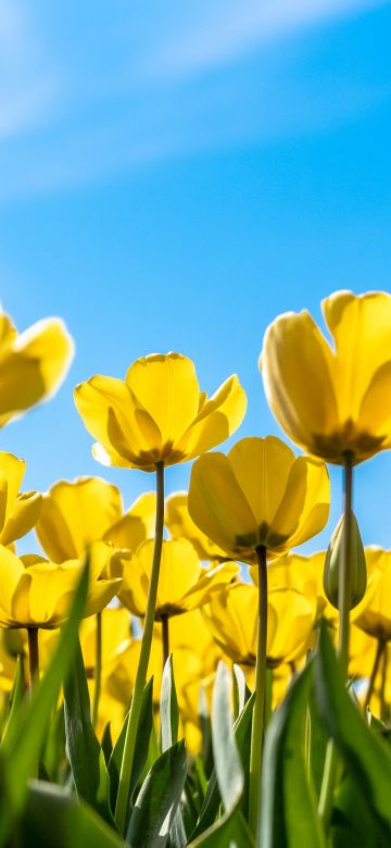 Tulips, Yellow flowers, Blossom, Blue Sky, Bloom, Flower garden, Daylight, Sunny day, 5K