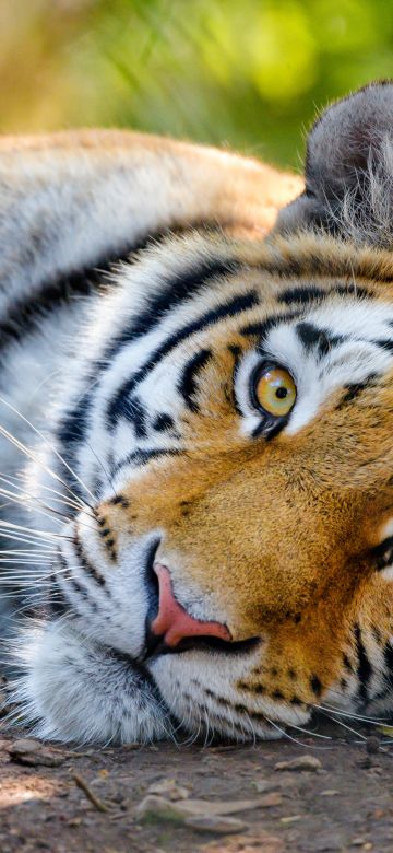 Bengal Tiger, Wild, Closeup, Big cat, 5K