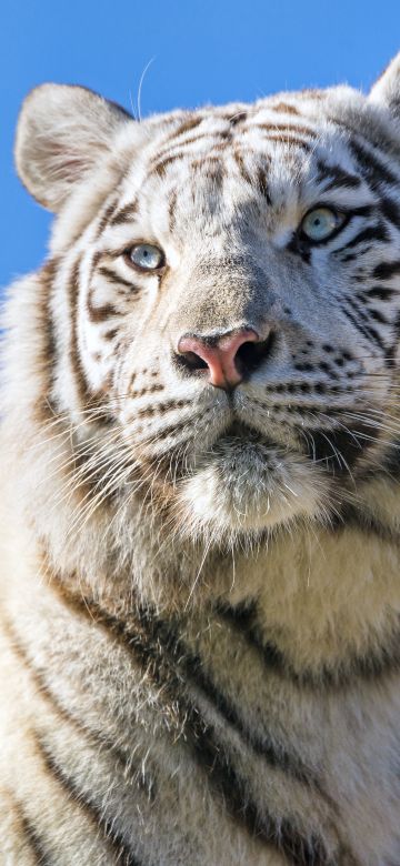 White tiger, Bengal Tiger, Tigress, Blue Sky, 5K