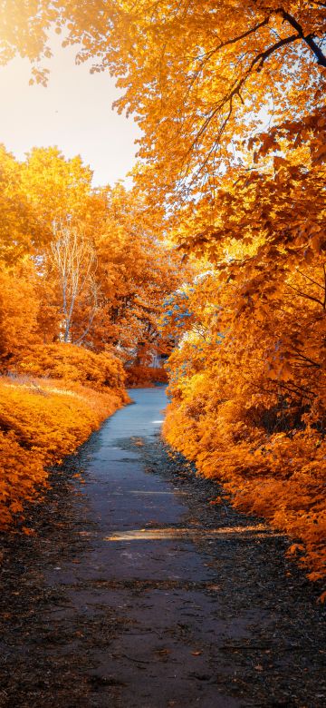 Maple trees, Fall, Autumn, Path, Woods, Fall Foliage, Yellow, Aesthetic