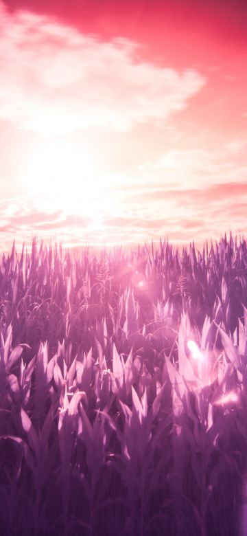 Sunrise, Field, Landscape, Clouds, Purple, 5K