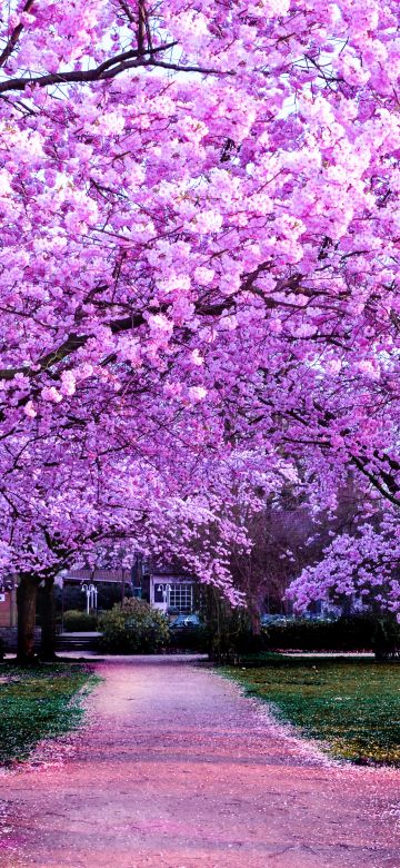 Cherry Blossom Trees, Purple Flowers, Pathway, Park, Floral, Colorful, Spring, Beautiful, Aesthetic, 5K