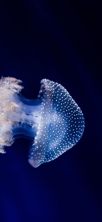 Jellyfish, Blue background, Sea Life, Aquarium, Dark background, Underwater, Glowing, Transparent, Closeup, 5K