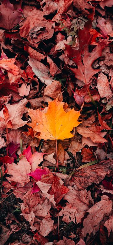 Maple leaves, Autumn, Fallen Leaves, Leaf Background, 5K