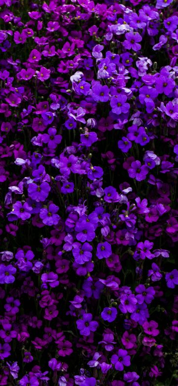 Purple Flowers, Floral Background, Beautiful, Blossom, Garden, Aubrieta Flowers, 5K