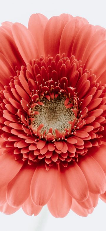 Gerbera Daisy, Bloom, White background, Closeup, Macro, Blossom, Spring, Flower heads, Beautiful, 5K