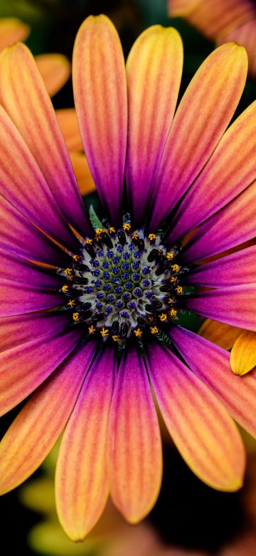 Daisy flowers, Colorful flowers, Yellow, Pink, Closeup, Macro, Flower heads, Blossom, Spring, Garden, Floral, 5K