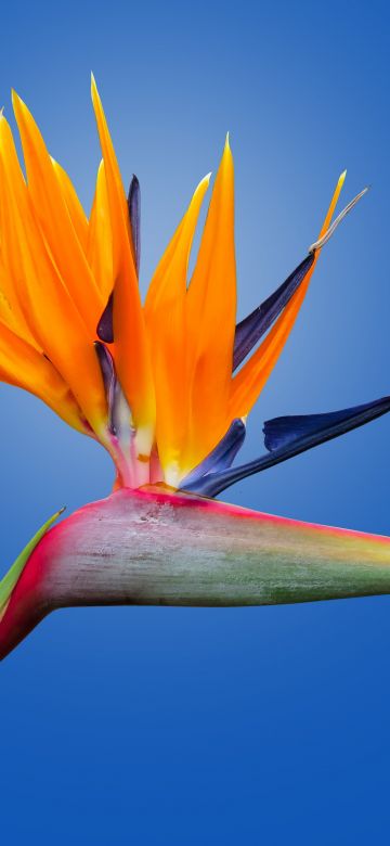 Bird of paradise flower, Crane Flower, Blue background, Orange flower, Petals, Strelitzia, Beautiful