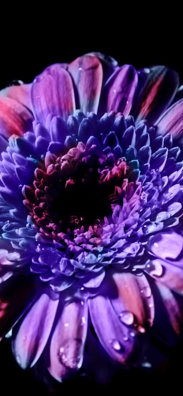 Gerbera Daisy, Purple Flower, Black background, Closeup, Macro, Blossom, Bloom, Spring, Flower heads, Beautiful, Petals, Dew Drops