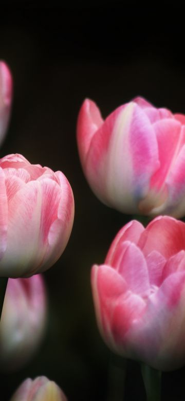 Tulips, Pink flowers, Black background, Spring, Garden, Flora, Bright