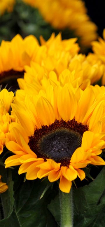 Spring, Sunflowers, Blossom, Floral, Yellow flowers, Closeup, Beautiful, Flower garden, Bright, 5K