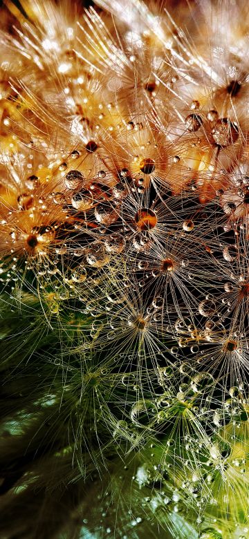 Dandelion flowers, Closeup, Macro, Dew Drops, Colorful, Bokeh, Water drops, 5K