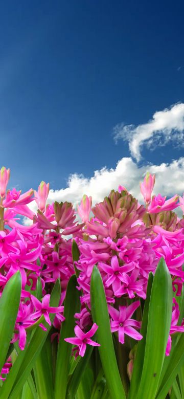 Pink flowers, Hyacinth, Garden, Sun light, Blue Sky, Clouds, Green leaves, Spring, Blossom, 5K, 8K