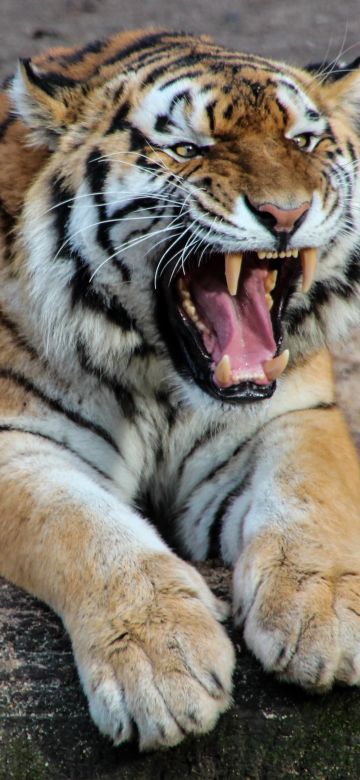 Tiger, Roaring, Wild animal, Predator, Mammal, Carnivore, Big cat, Zoo