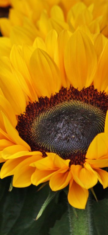 Sunflowers, Blossom, Spring, Floral Background, Yellow flowers, Closeup, Macro, Beautiful, Flower garden, Bright, Petals, 5K