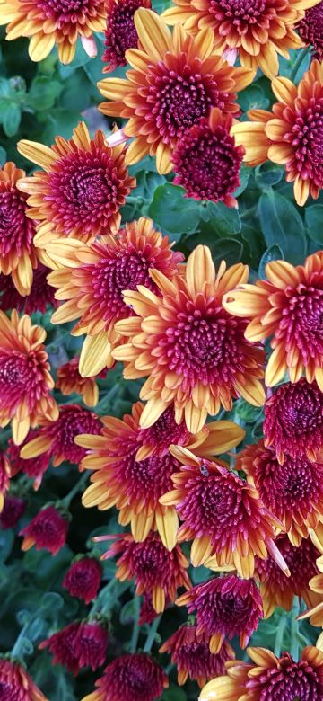 Chrysanthemum flowers, Yellow, Purple, Blossom, Autumn Flowers, Floral Background, Green leaves, Closeup Photography