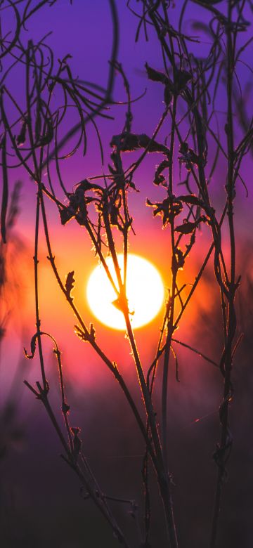 Sunrise, Silhouette, Purple sky, Plants, Dusk, Blurred, 5K