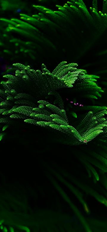 Green plant, Closeup, Dark background, Selective Focus, Fresh, Beautiful