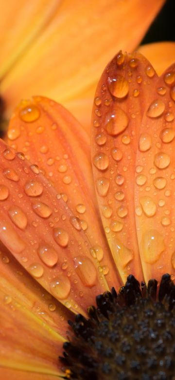 Orange flowers, Daisy flowers, Closeup Photography, Macro, Water drops, Dew Drops, Petals, Blossom, Bloom, Wet, 5K