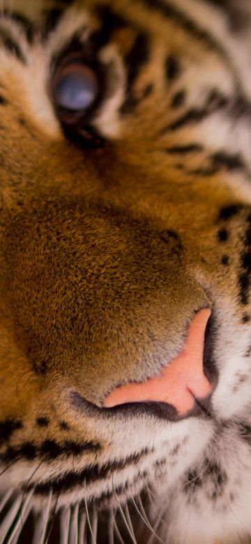 Bengal Tiger, Closeup, Wild animal, Predator, Carnivore, Big cat, Portrait, Mammal, 5K