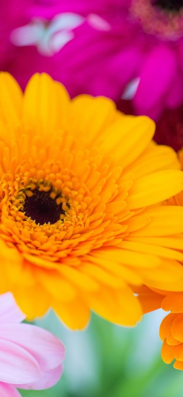 Gerbera Daisy, Yellow flower, Pink, Orange, Closeup, Macro, Blurred, Selective Focus, Vibrant, Colorful, Floral Background, Spring, Blossom, 5K