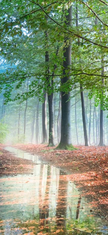 Forest, Sunlight, Tree Branches, Path, Fallen Leaves, Woods, Sunshine, 5K