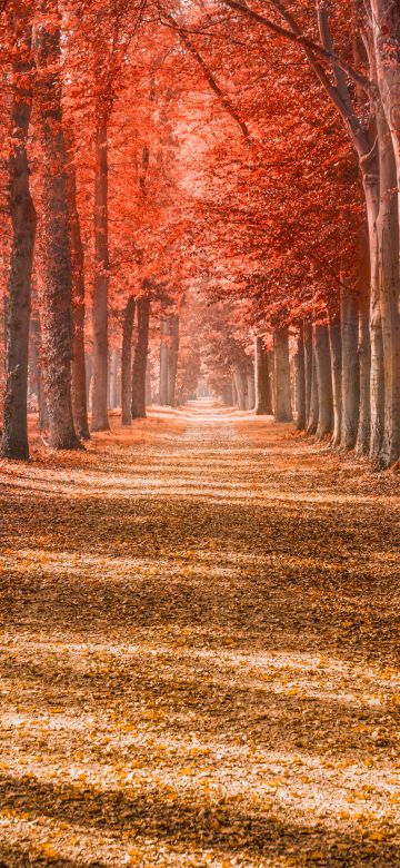 Autumn trees, Forest path, Trunks, Woods, Autumn leaves, Red, Fallen Leaves, Daytime, Shadow, Pattern, Scenery, 5K