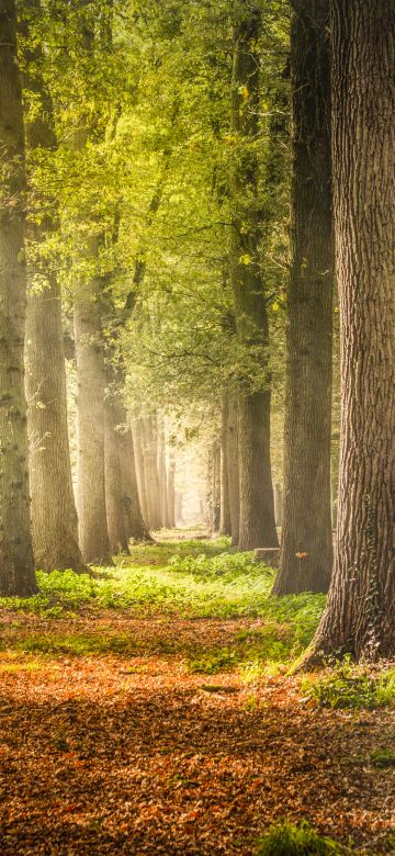 Woodland, Forest Trees, Dirt road, Fallen Leaves, Greenery, Woods, Sunshine, Pathway, Scenery, Sun rays, Shadow, Daytime, Tree Branches, 5K