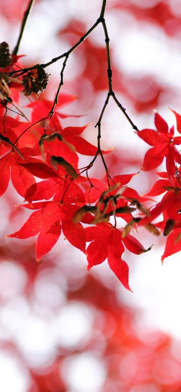 Red leaves, Bokeh, Closeup, Autumn leaves, Maple leaves, Branches, Fall, Blurred, Seasons, 5K