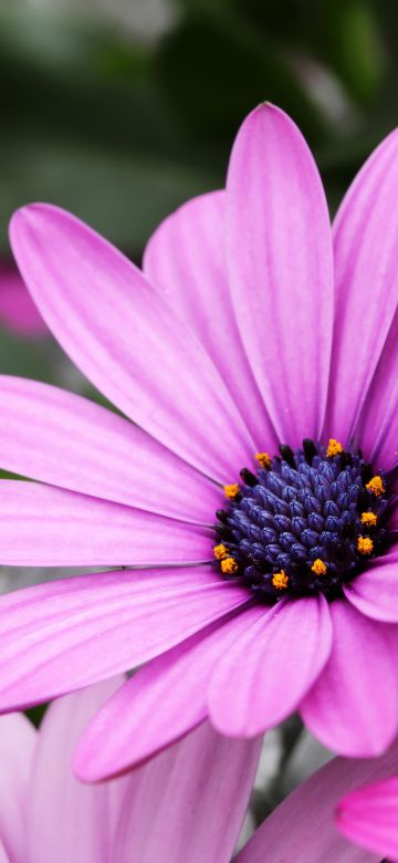 Daisy flowers, Purple Flowers, Pink flowers, Bokeh, Garden, Closeup, Macro, Bloom, Blossom, Spring, Petals, Floral, 5K