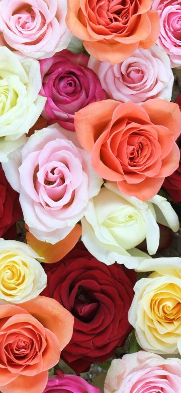 Rose flowers, Multicolor, Colorful, Floral Background, Blossom, Beautiful, 5K