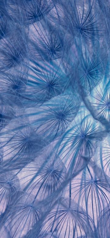 Dandelion flower, Dandelion seeds, Closeup, Macro, Bloom, Patterns, 5K