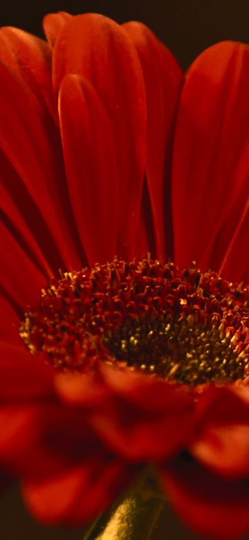 Gerbera Daisy, Red flower, Closeup, Macro, Dark background, Petals, Blossom, Bloom, Spring, 5K