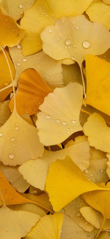 Ginkgo Leaves, Yellow leaves, Autumn, Foliage, Dew Drops, Water drops, Leaf Background, Aesthetic, 5K, Pastel yellow, Pastel background