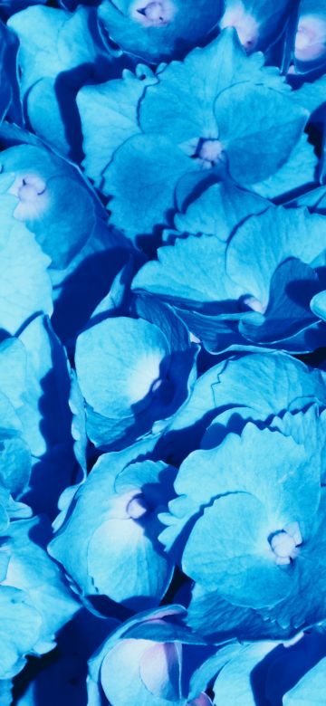 Hydrangea Flowers, 5K, Blue flowers, Petals, Floral Background, Blossom, Bloom, Spring, Closeup