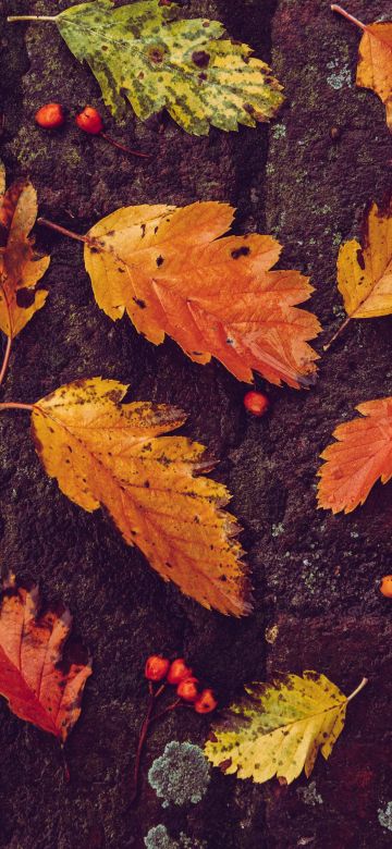 Autumn leaves, Foliage, Fallen Leaves, Leaf Background, 5K