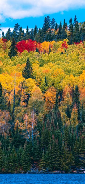 Forest, Autumn trees, Blue Sky, Lake, Colorful, Scenery, Beautiful, Landscape, Clouds, Greenery, 5K