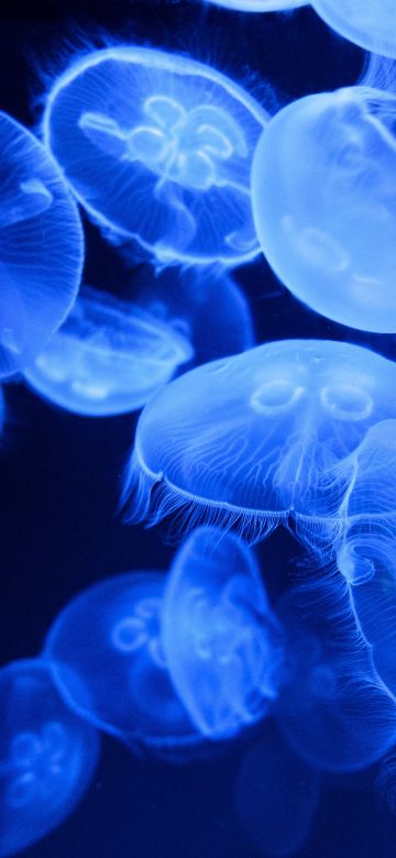 Blue Jellyfish, Aquarium, Underwater, Glowing, Marine life, Transparent, Dark background, 5K, Bioluminescence