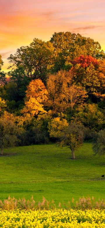 Autumn trees, Sunset, Landscape, Afterglow, Meadow, Grass field, Greenery, Beautiful, Scenery, Yellow flowers, Orange sky, 5K