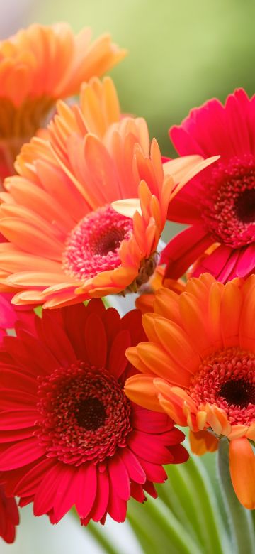 Gerbera Daisy, Bouquet, Red flowers, Orange flowers, Blossom, Spring, Bokeh, Blurred, Sunshine, Colorful, Floral, 5K