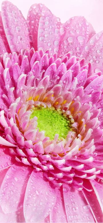 Gerbera Daisy, Pink flower, Water drops, Dew Drops, Closeup, Macro, Pink background, Blossom, Bloom, Spring, 5K