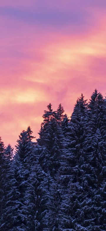 Snow covered, Tall Trees, Sunset, Afterglow, Winter, Purple sky, Scenery, 5K