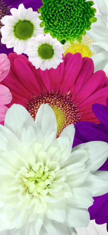 Colorful flowers, Daisies, Chrysanthemum flowers, Floral Background, Multicolor, Blossom, Bloom, 5K