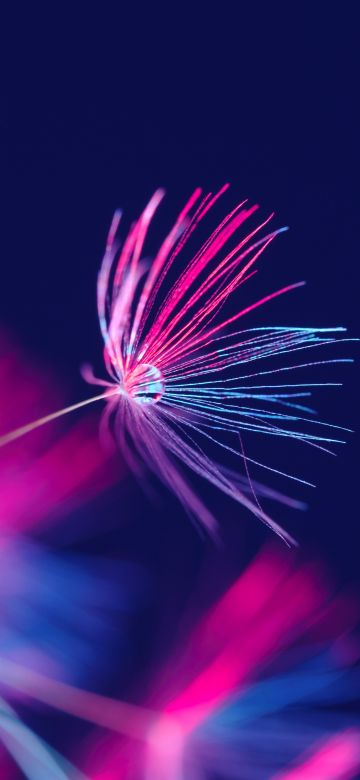 Dandelion seeds, Dandelion flower, Water drop, Blossom, Purple light, Dark background, Blurred, 5K, Dark aesthetic