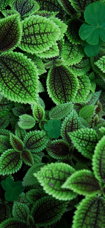 Green leaves, Aesthetic, Plant, 5K, Sage green