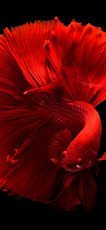 Red fish, Underwater, Swimming, Black background, 5K