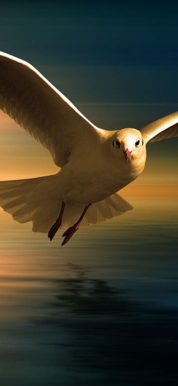 Seagull, White Birds, Sunset Orange, Reflection, Flying bird, Wings, Blur background, 5K