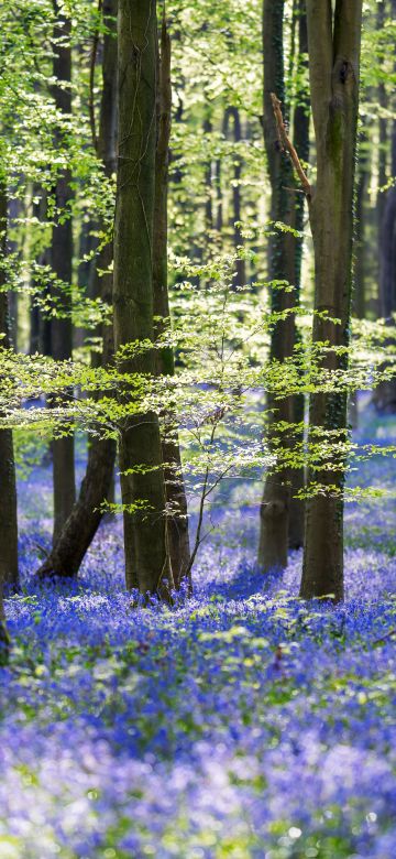 Forest, Woods, Trees, Green leaves, Purple Flowers, 5K